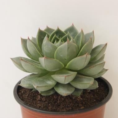 Echeveria fabiola